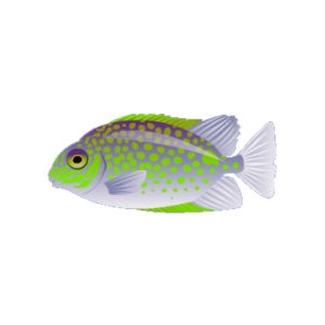 Springsplotch Rabbitfish